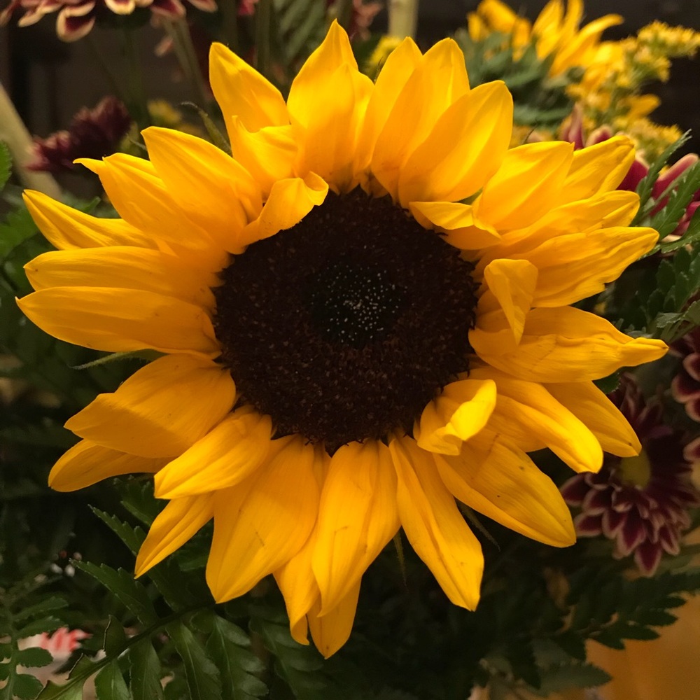 Meet your Posher, Donna